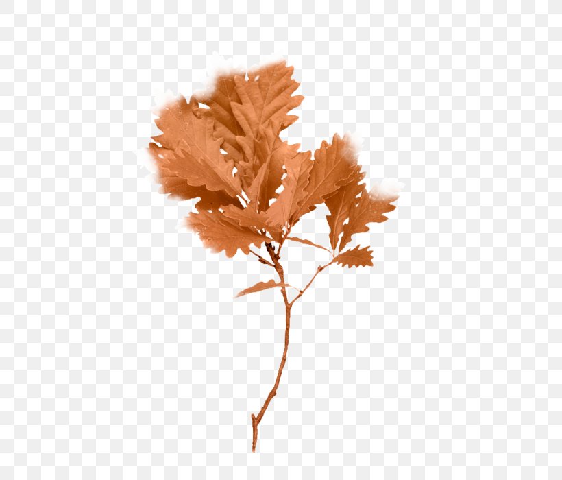Twig Plant Stem Leaf, PNG, 465x700px, Twig, Branch, Leaf, Plant, Plant Stem Download Free