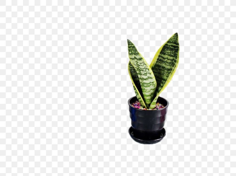 Vipers Bowstring Hemp Leaf Bonsai Houseplant Rhizome, PNG, 752x610px, Vipers Bowstring Hemp, Agave, Bonsai, Flowerpot, Formaldehyde Download Free