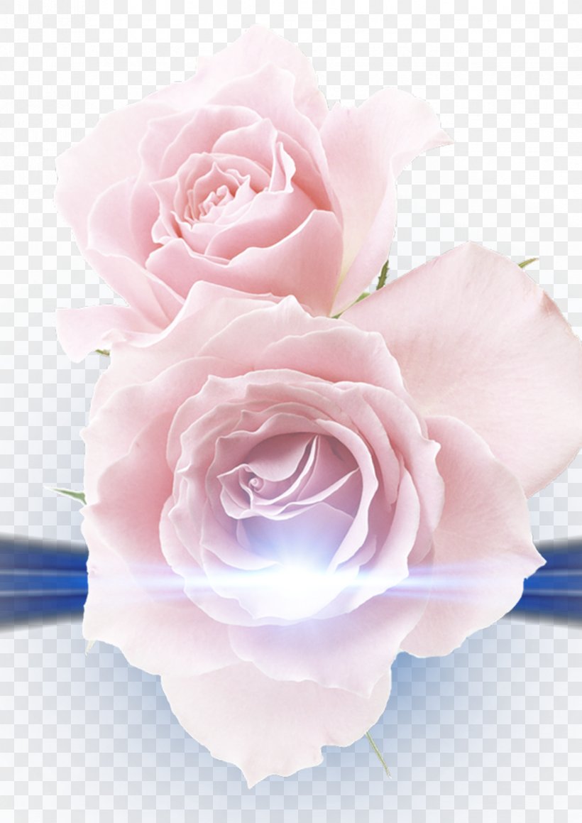 Beach Rose Pink Photography Clip Art, PNG, 1654x2339px, Beach Rose, Artificial Flower, Cut Flowers, Flower, Flower Bouquet Download Free