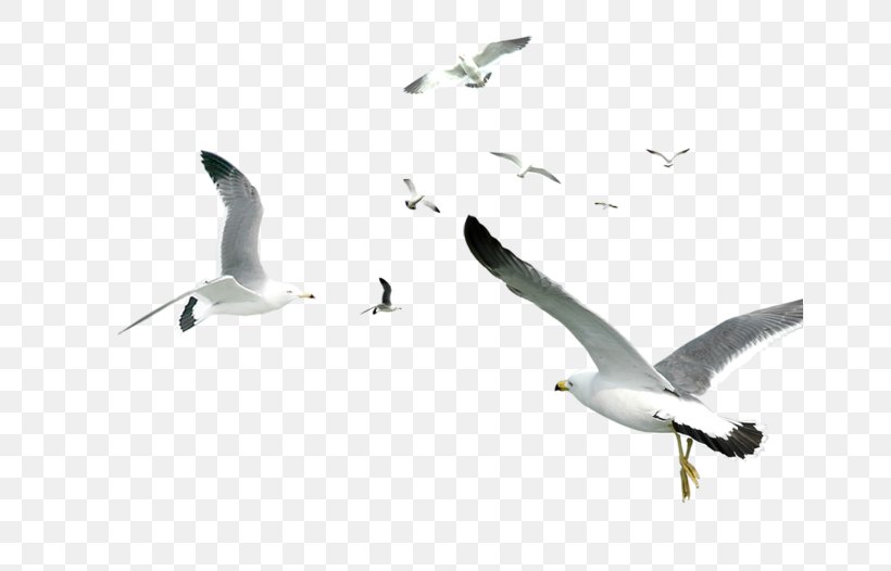 Bird Gulls Computer Graphics, PNG, 658x526px, Bird, Beak, Charadriiformes, Digital Image, Ducks Geese And Swans Download Free