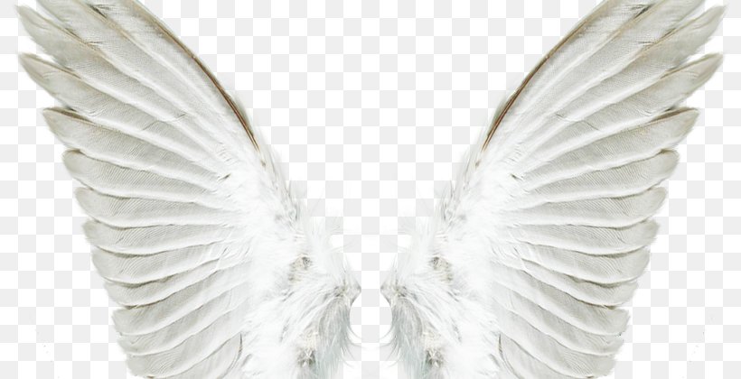 Guardian Angel God Bible Fairy, PNG, 800x420px, Angel, Afacere, Beak, Bible, Fairy Download Free