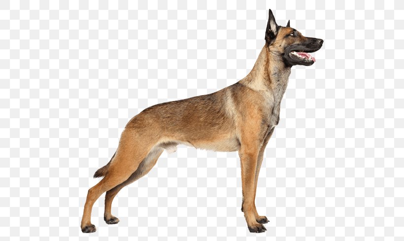 Malinois Dog Belgian Shepherd German Shepherd Tervuren Puppy Png