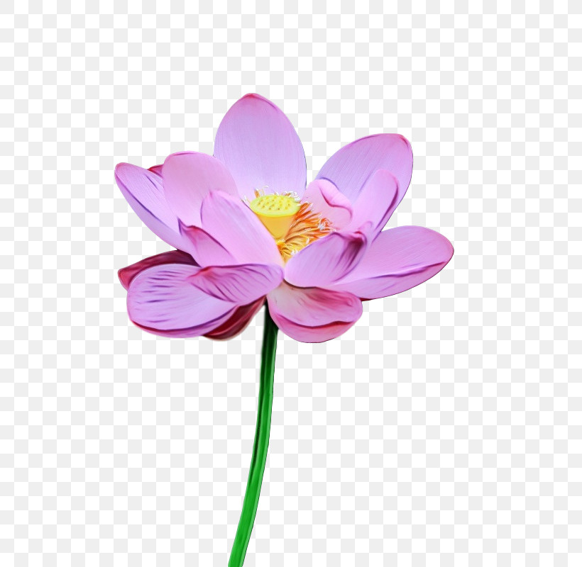 Sacred Lotus Plant Stem Cut Flowers Petal Flower, PNG, 673x800px, Watercolor, Biology, Cut Flowers, Flower, Lotusm Download Free