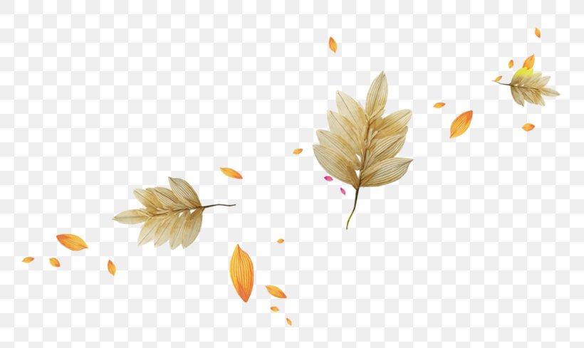 Autumn Leaves Light Leaf, PNG, 800x489px, Autumn Leaves, Autumn, Color, Deciduous, Gratis Download Free