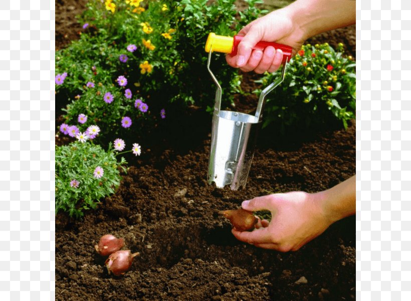 Bulb Gardening Tool Lawn, PNG, 800x600px, Bulb, Bedding, Flowerpot, Garden, Gardening Download Free