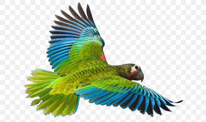 Greater Vasa Parrot Cuban Amazon Bird Crimson Rosella, PNG, 671x489px, Parrot, Amazon Parrot, Beak, Bird, Common Pet Parakeet Download Free