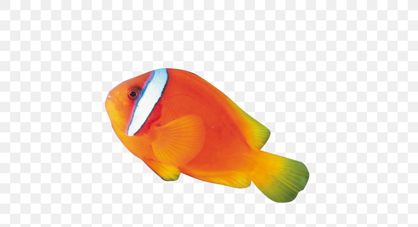 Ornamental Fish, PNG, 616x446px, Fish, Aquarium, Gratis, Orange, Ornament Download Free