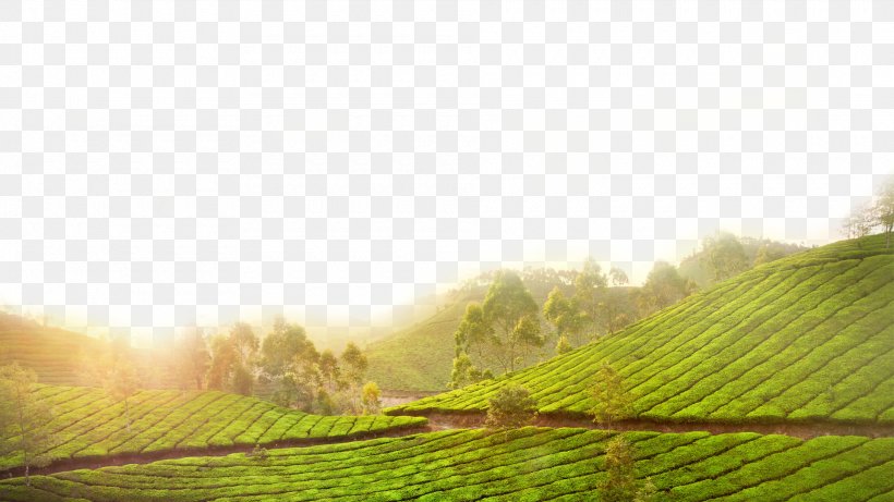 Tea Canh Thxe2n Green, PNG, 1920x1080px, Tea, Agriculture, Canh, Canh Thxe2n, Celestial Stem Download Free