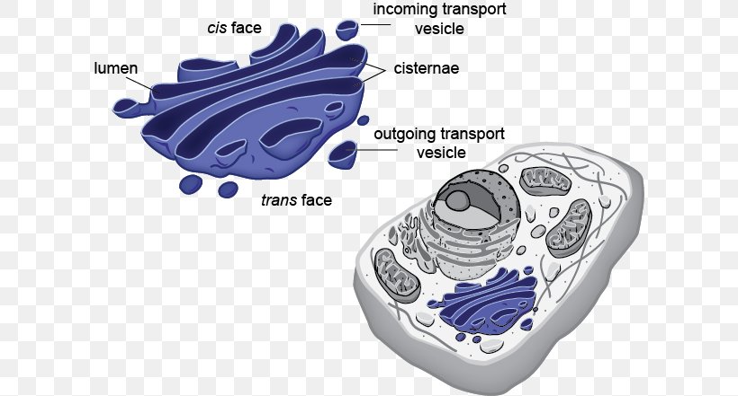 Eukaryote Prokaryote Plant Cell Organelle, PNG, 612x441px, Watercolor, Cartoon, Flower, Frame, Heart Download Free