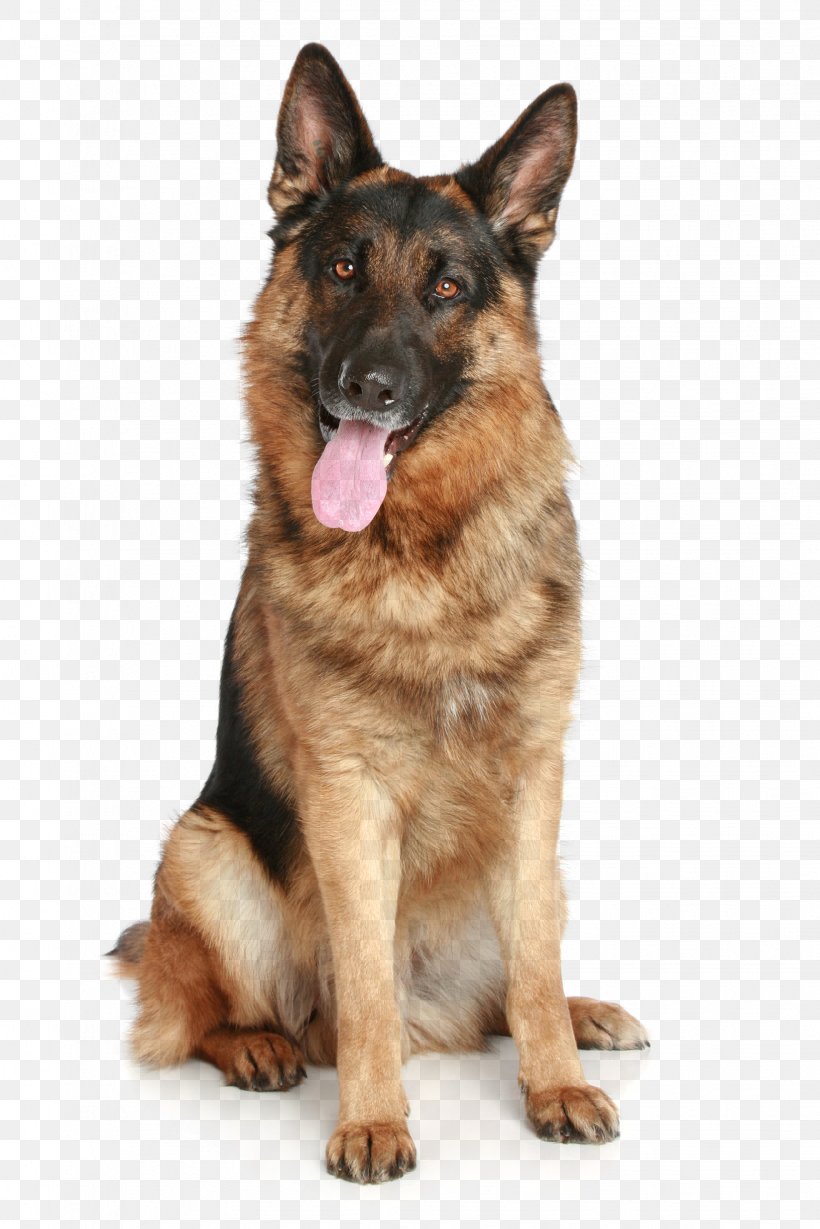 German Shepherd Puppy Pet, PNG, 1633x2449px, German Shepherd, Carnivoran, Dog, Dog Breed, Dog Breed Group Download Free