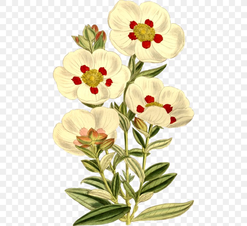 Gum Rockrose Labdanum Botanical Illustration Botany, PNG, 470x750px, Watercolor, Cartoon, Flower, Frame, Heart Download Free