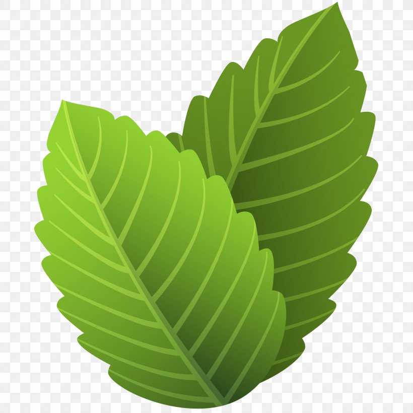 Leaf, PNG, 1500x1500px, Leaf, Banana Leaf, Botany, Flower, Flowering Plant  Download Free