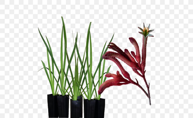 Tall Kangaroo Paw Garden Amaryllis, PNG, 500x500px, Kangaroo Paw, Amaryllis, Bush Tucker, Flower, Flowerpot Download Free