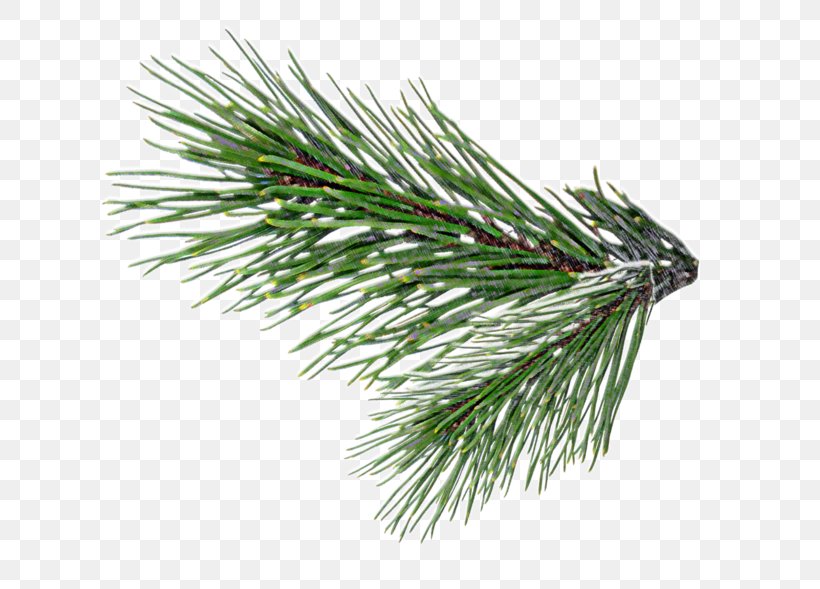 Fir Pine Christmas Tree Clip Art, PNG, 700x589px, Fir, Branch, Christmas, Christmas Ornament, Christmas Tree Download Free