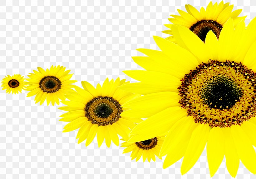 Fundal Wallpaper, PNG, 1687x1184px, Fundal, Art, Common Sunflower, Daisy Family, First Day Of School Download Free