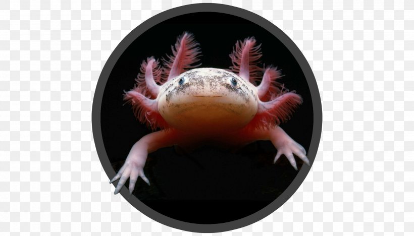 Tiger Salamander Axolotl Animal American Green Tree Frog, PNG, 2520x1440px, Salamander, American Green Tree Frog, Amphibian, Animal, Axolotl Download Free