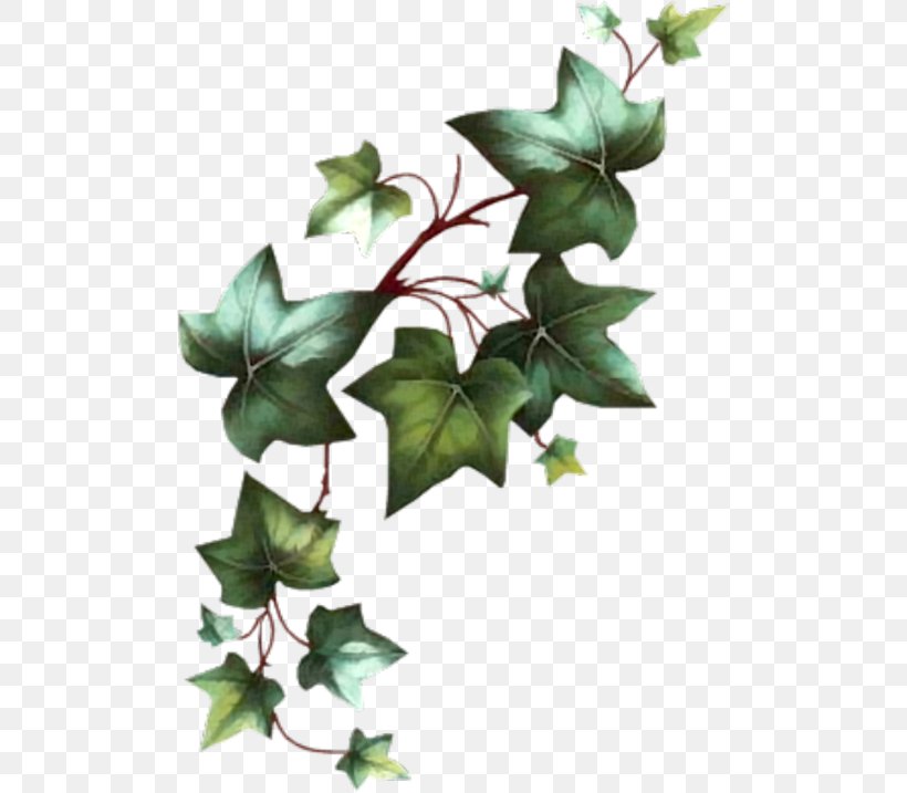 Common Ivy Vine Cut Flowers Leaf, PNG, 500x717px, Common Ivy, Araliaceae, Branch, Cut Flowers, Drawing Download Free