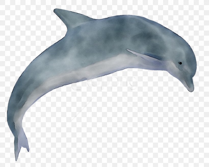 Clip Art Dolphin Image, PNG, 850x680px, Dolphin, Bottlenose Dolphin, Cetacea, Common Bottlenose Dolphin, Common Dolphins Download Free