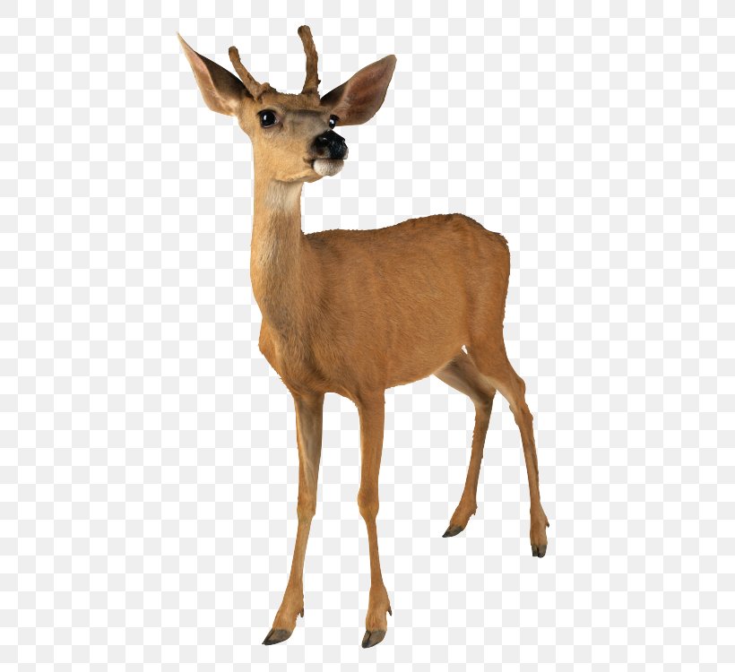 Roe Deer White-tailed Deer Red Deer Moose Reindeer, PNG, 500x750px, Roe Deer, Antelope, Antler, Capreolinae, Deer Download Free