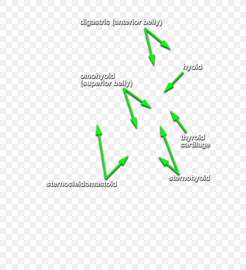 Brand Line Diagram, PNG, 598x900px, Brand, Area, Diagram, Grass, Green Download Free
