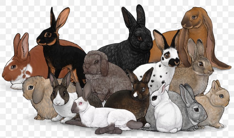 Domestic Rabbit Netherland Dwarf Rabbit Flemish Giant Rabbit Rex Rabbit Belgian Hare, PNG, 921x545px, Domestic Rabbit, Belgian Hare, Breed, Chinchilla Rabbit, Cuniculture Download Free