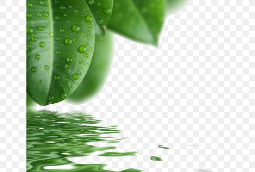 Drop Leaf Green, PNG, 650x554px, Drop, Alternative Medicine, Capillary, Foliar Feeding, Grass Download Free