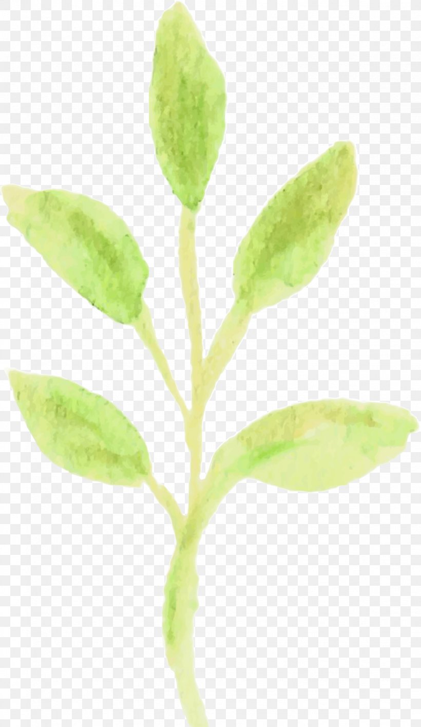 Leaf Plant Stem Organism, PNG, 1028x1775px, Leaf, Organism, Plant, Plant Stem Download Free
