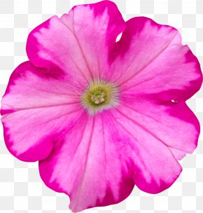 Flower - Royalty-free Stock Photography Flower PNG