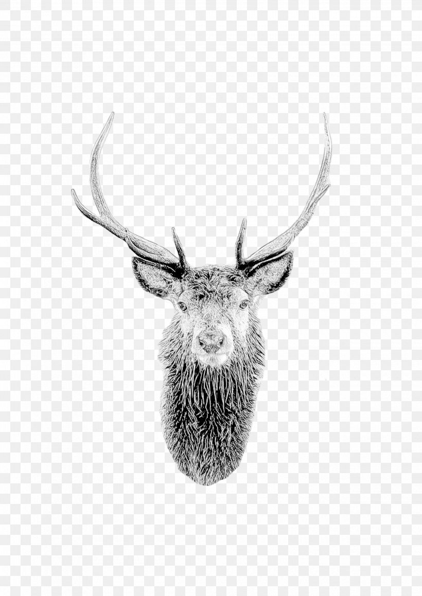 Horn Antler Head Wildlife Elk, PNG, 2480x3508px, Horn, Antler, Blackandwhite, Deer, Drawing Download Free