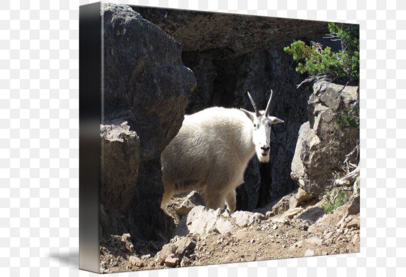 Mountain Goat Fauna Wildlife, PNG, 650x560px, Goat, Cow Goat Family, Fauna, Goat Antelope, Goats Download Free