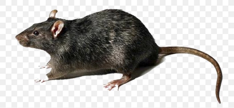 Mouse Rodent Brown Rat Gerbil, PNG, 768x381px, Mouse, Black Rat, Brown Rat, Fauna, Gerbil Download Free