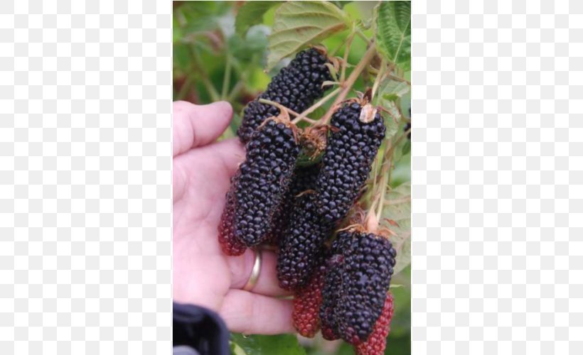 Red Mulberry Loganberry Tayberry Boysenberry Price, PNG, 500x500px, Red Mulberry, Artikel, Berry, Blackberry, Boysenberry Download Free