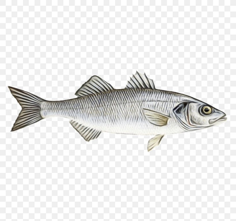 Fish Fish Pike Bass Bony-fish, PNG, 767x767px, Watercolor, Bass, Bonyfish, Fish, Northern Largemouth Bass Download Free