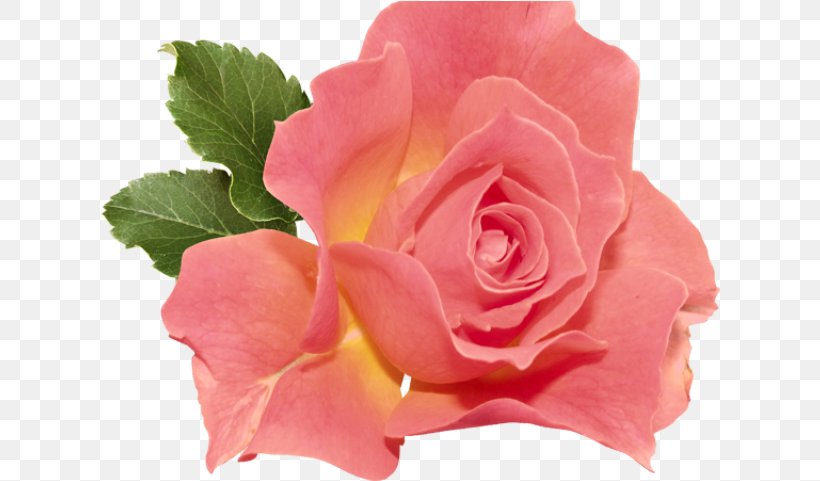 Garden Roses, PNG, 622x481px, Flower, Floribunda, Garden Roses, Hybrid Tea Rose, Petal Download Free
