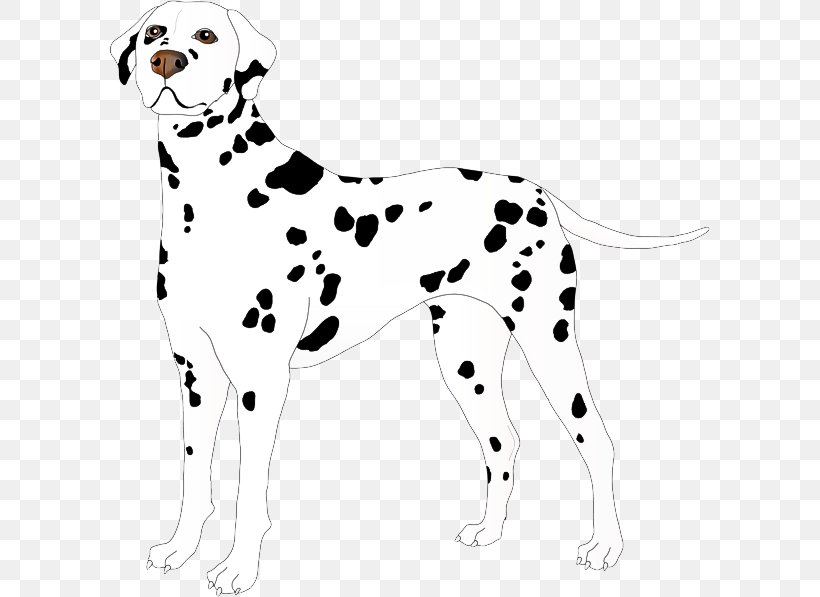 Dog Dalmatian Non-sporting Group Sporting Group, PNG, 600x597px, Dog, Dalmatian, Nonsporting Group, Sporting Group Download Free