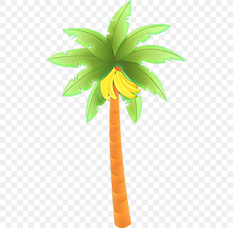Graphics Clip Art Illustration Palm Trees Image, PNG, 493x800px, Palm Trees, Arecales, Banana, Botany, Coconut Download Free