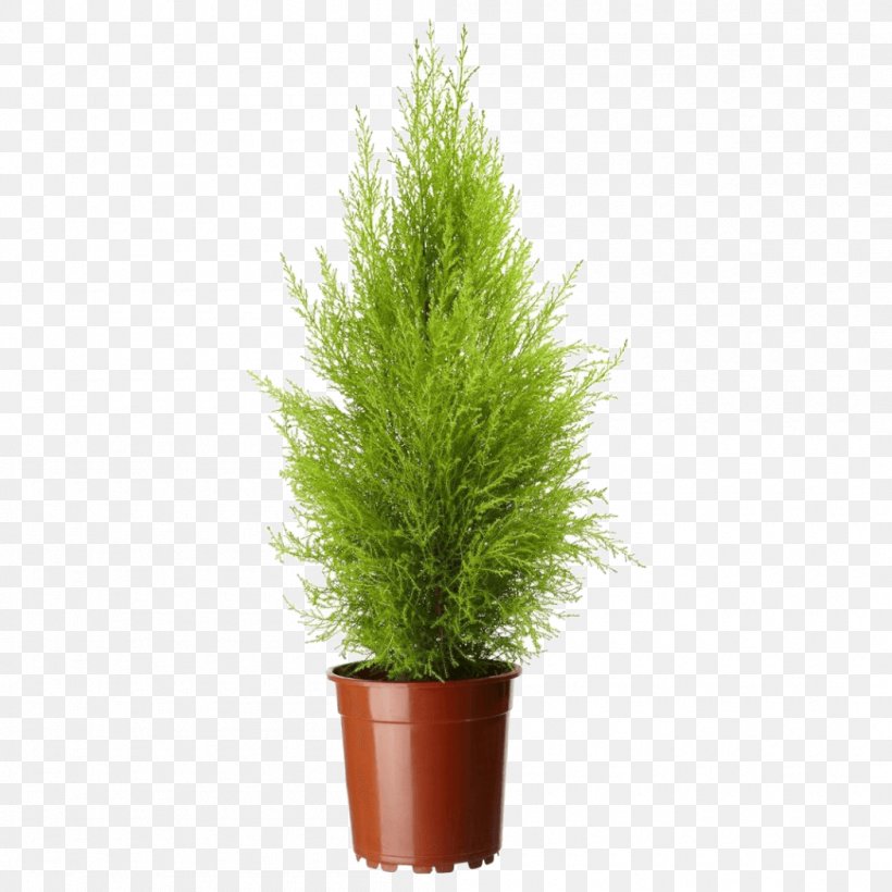 Lemon Cypress Mediterranean Cypress Leyland Cypress Cupressus Nootkatensis Cupressus Arizonica, PNG, 1050x1050px, Lemon Cypress, Conifer, Conifers, Cupressus, Cupressus Arizonica Download Free