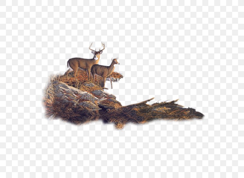 Roe Deer Moose Reindeer Forest, PNG, 600x600px, Deer, Animal, Autumn, Blog, Elk Download Free