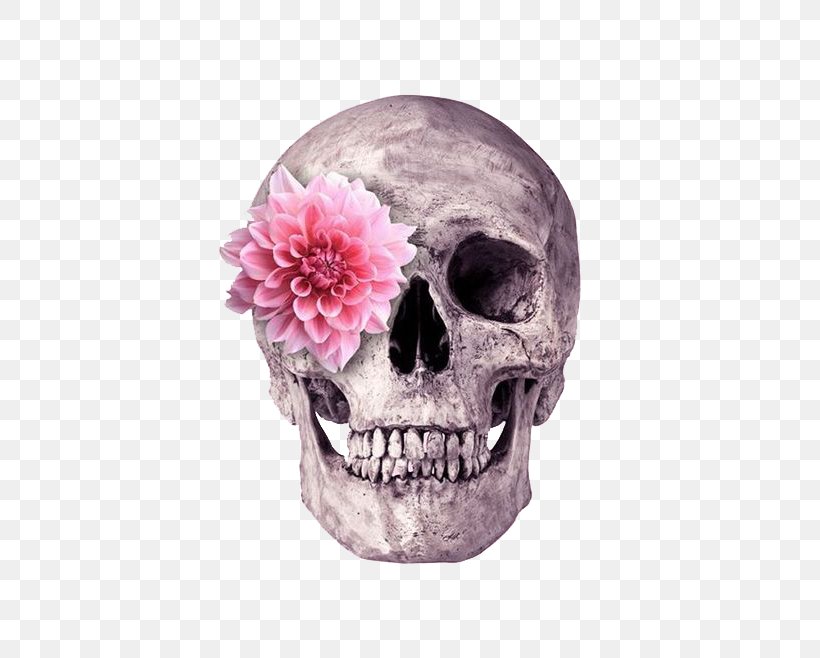 Skull Flower Skeleton Printing, PNG, 658x658px, Skull, Bone, Flower, Human Skeleton, Jaw Download Free