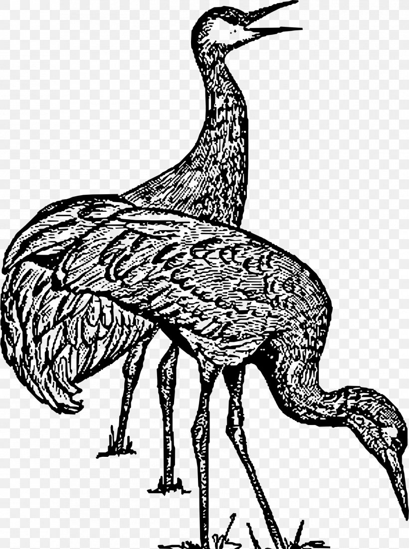 Crane Bird Clip Art, PNG, 1781x2394px, Crane, Beak, Bird, Black And White, Chicken Download Free