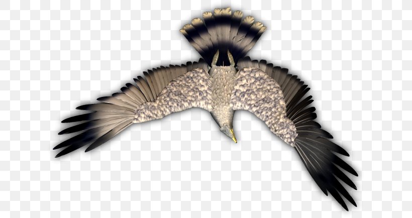 Eagle Beak Feather, PNG, 635x434px, Eagle, Beak, Bird, Bird Of Prey, Feather Download Free