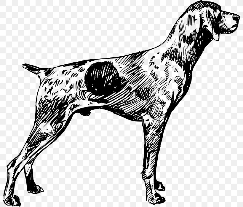 English Setter Dog Breed German Shorthaired Pointer German Wirehaired Pointer, PNG, 800x698px, English Setter, Black And White, Carnivoran, Dog, Dog Breed Download Free