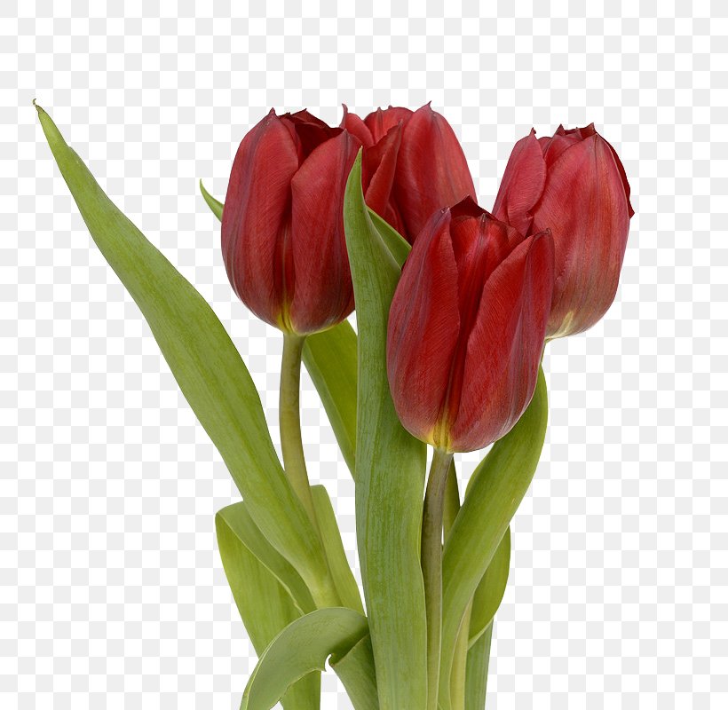Flower Tulip Stock.xchng Red Leaf, PNG, 808x800px, Flower, Bud, Cut Flowers, Floral Design, Floristry Download Free