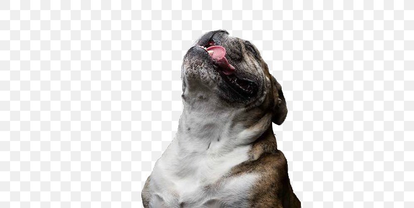 Pug Dog Breed Tongue, PNG, 620x413px, Pug, Animal, Breed, Breed Group Dog, Carnivoran Download Free