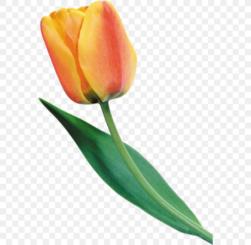 Tulip Flower Yellow Petal Clip Art, PNG, 570x800px, Tulip, Bud, Cut Flowers, Daffodil, Floral Design Download Free