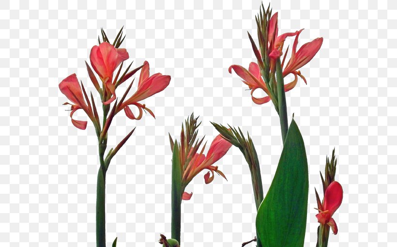 Canna Indica Flower Indian Shot Floral Design, PNG, 664x510px, Canna Indica, Amaryllis, Amaryllis Belladonna, Canna, Canna Family Download Free