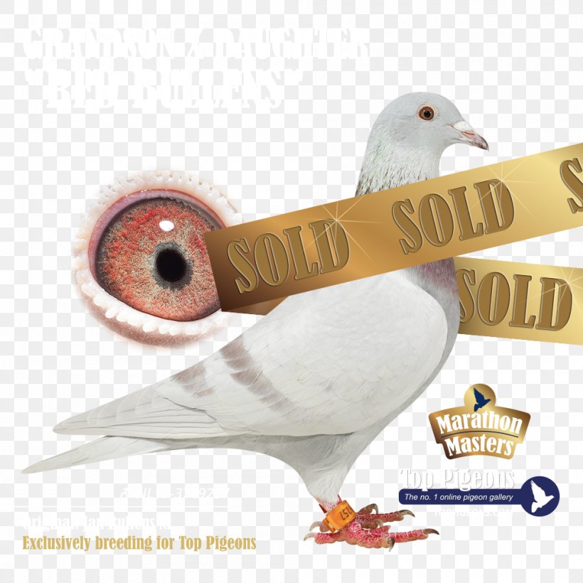Columbidae Pigeon Forge Attractions Collage Feather, PNG, 1000x1000px, Columbidae, Auction, Beak, Bird, Collage Download Free