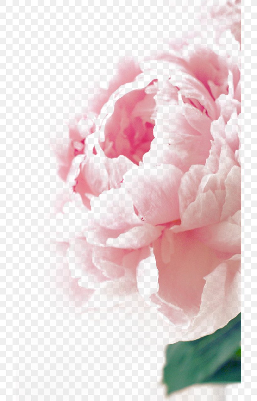 Birthday Flower Bouquet Greeting Card Wish, PNG, 720x1280px, Birthday, Anniversary, Blossom, Carnation, Christmas Download Free