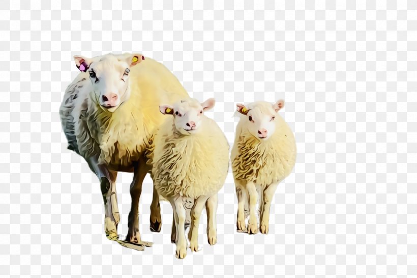 Eid Al Adha Eid, PNG, 2448x1632px, Sheep, Animal Figure, Cowgoat Family, Dhu Al Hijjah, Eid Al Adha Download Free