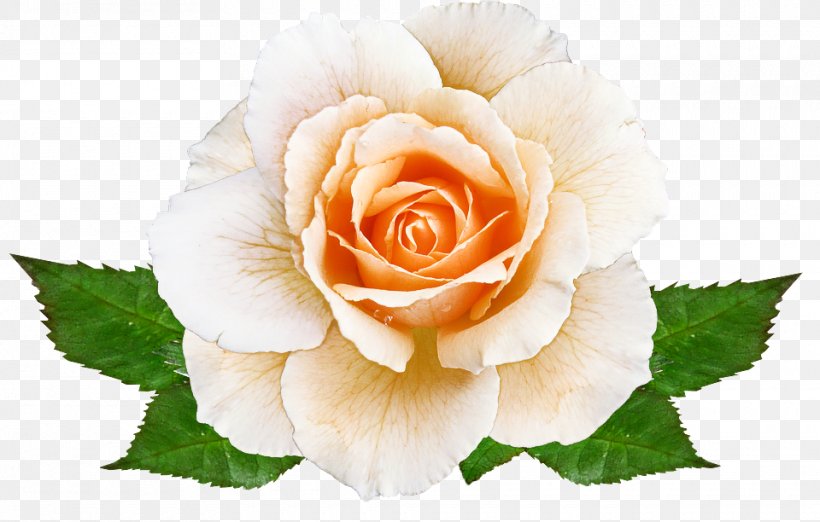 Garden Roses, PNG, 960x612px, Flower, Floribunda, Flowering Plant, Garden Roses, Hybrid Tea Rose Download Free